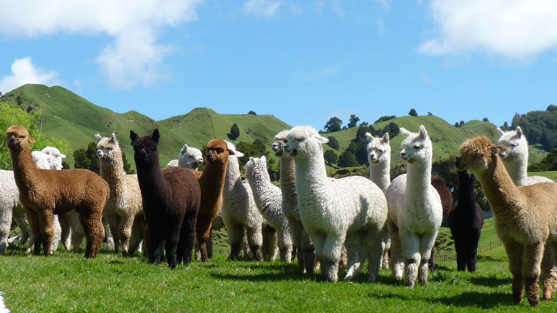 A herd of alapacas standing in the sun at Nevalea ALpacas in Taumarunui - Visit Ruapehu.jpg.jpg