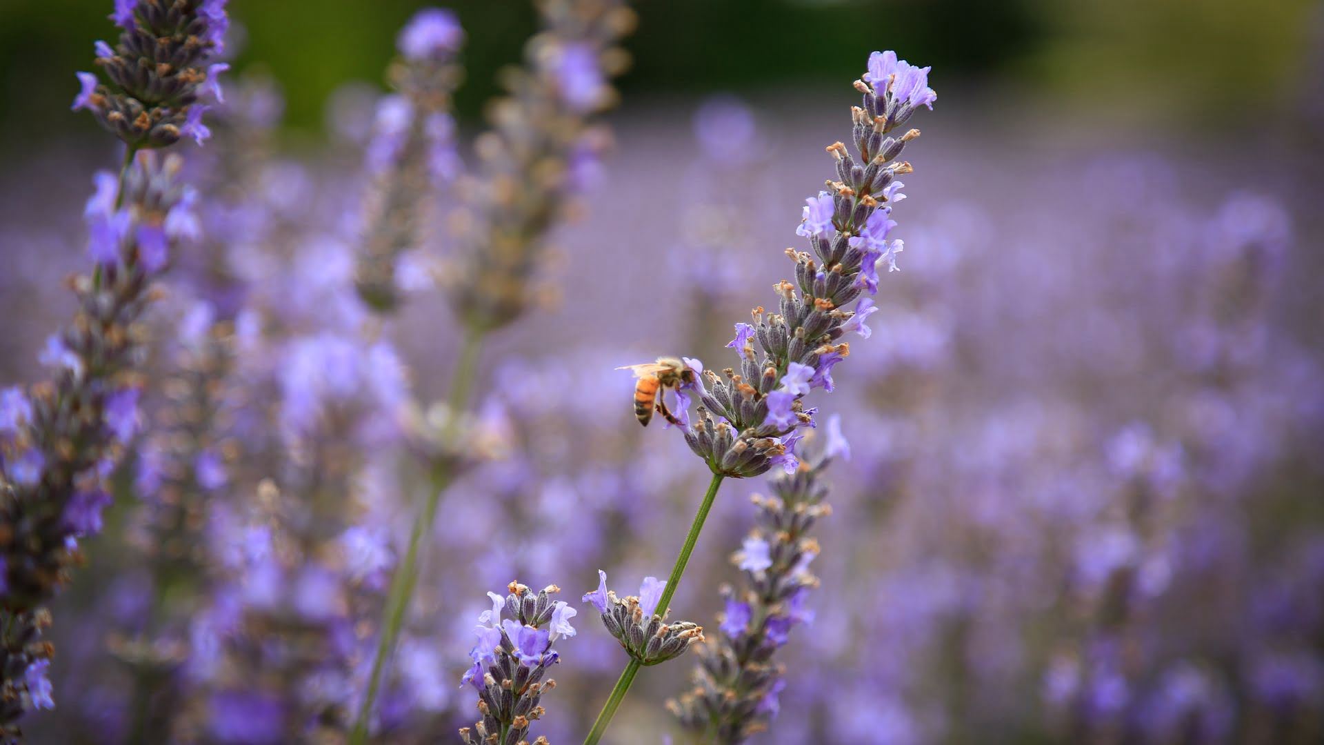 Bee at Laurens Lavender Farm Ruapehu.jpg