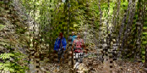 Short Walks Around Ohakune