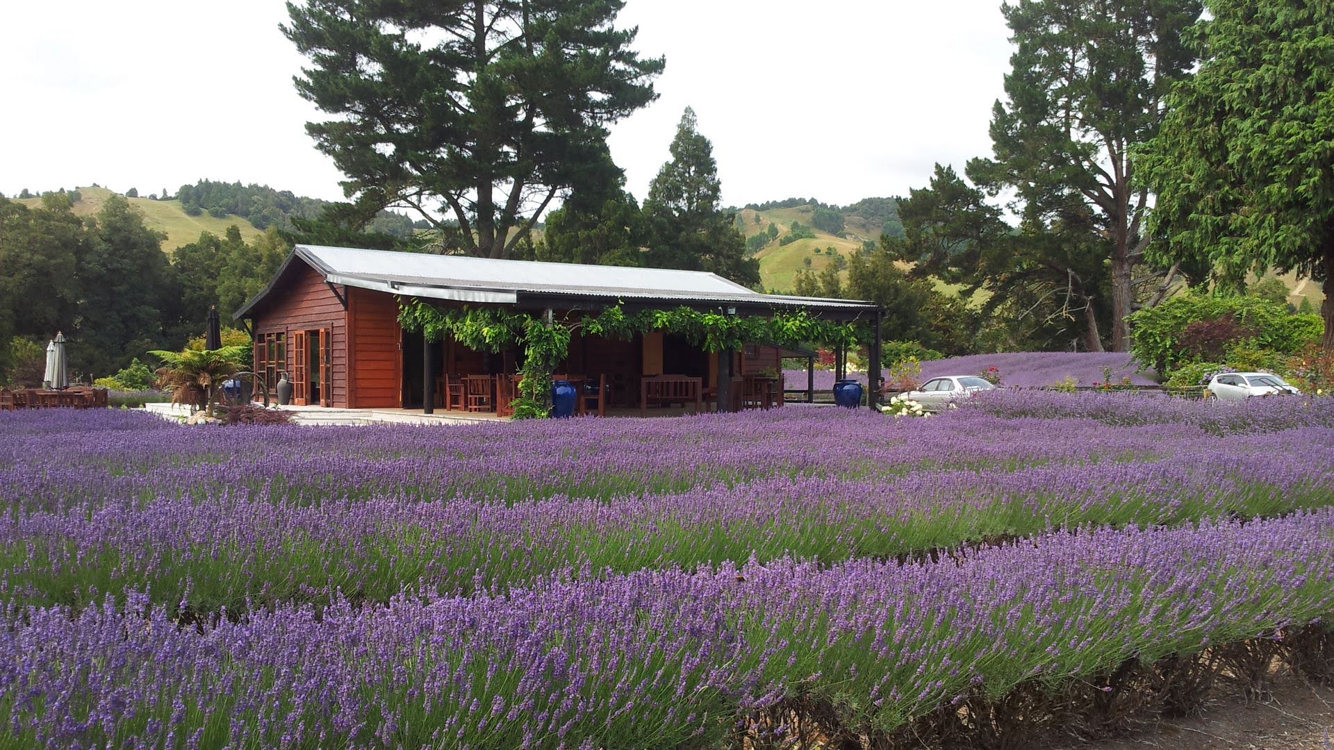 Cafe in Lavender field Laurens Lavender Farm Taumarunui - Visit Ruapehu.jpg