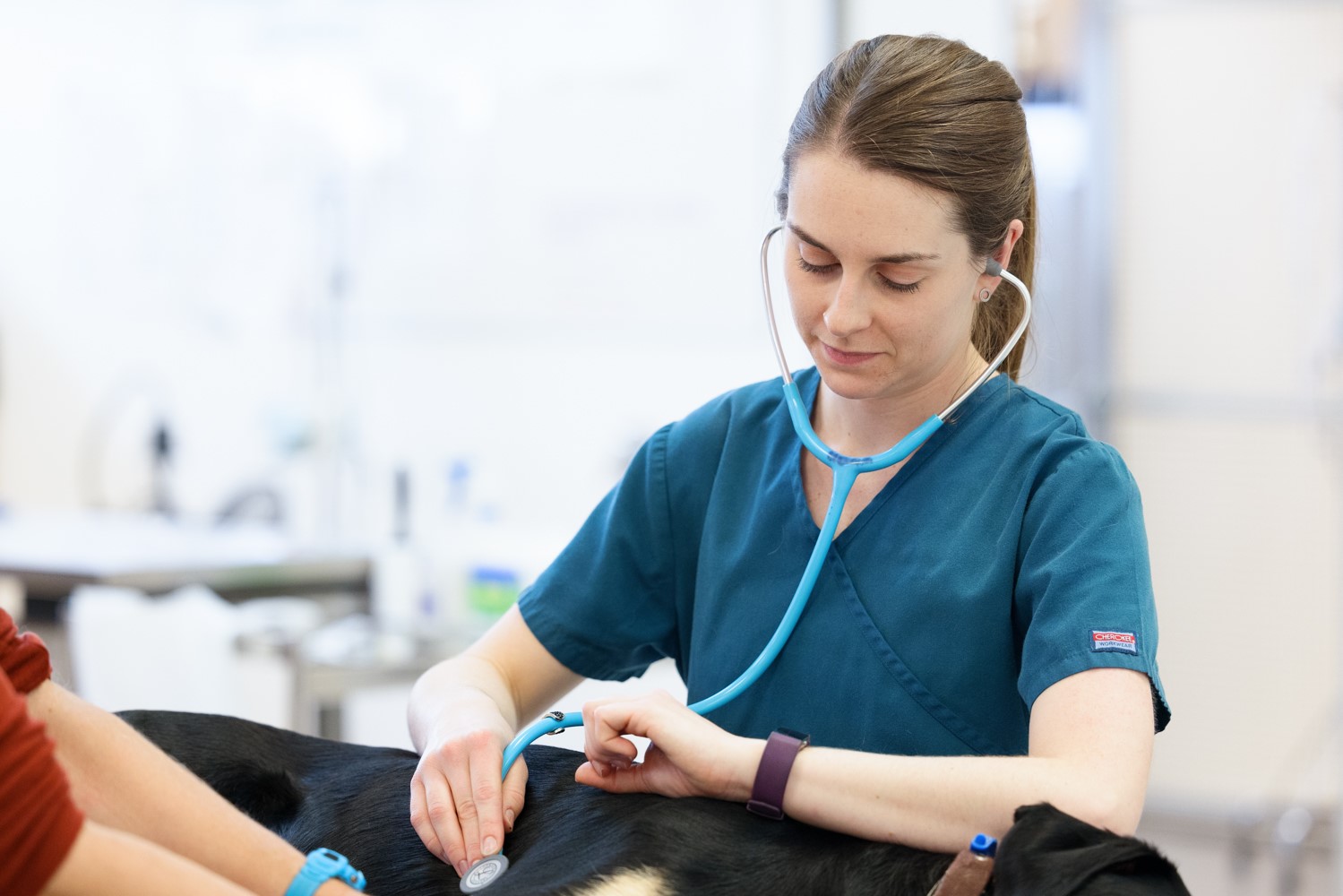 Checking a Patient at Totally Vets - Visit Ruapehu.jpg