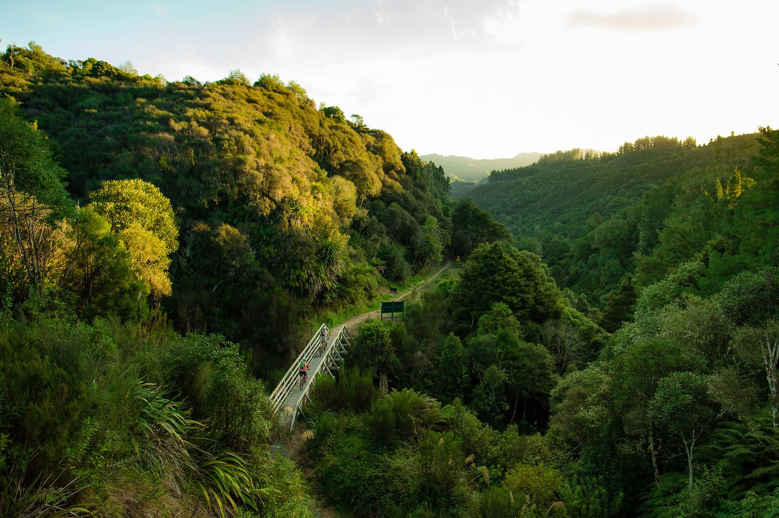 Couple cycling  the forest on the Timber Trail - Visit Ruapehu.jpg