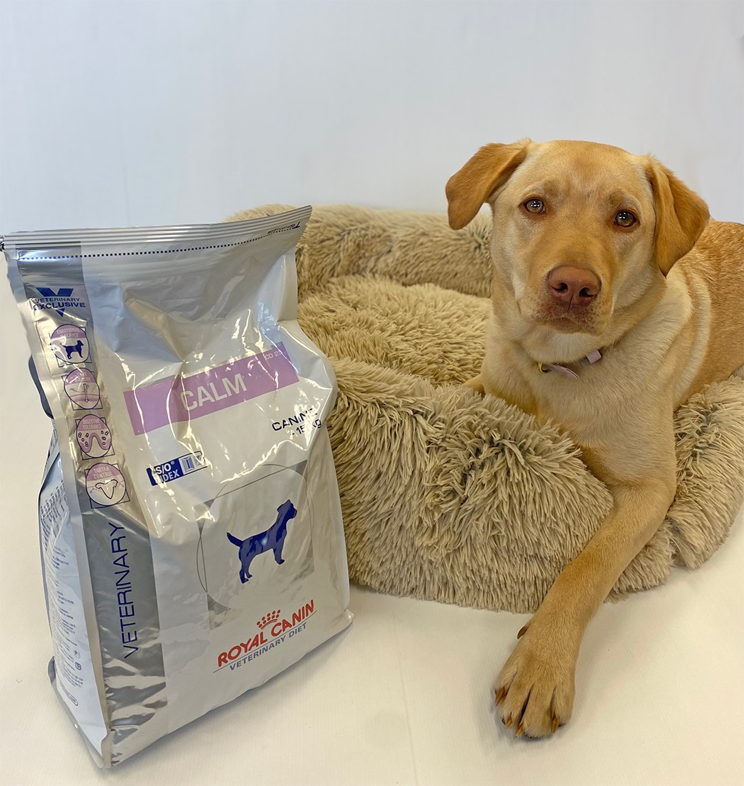 Dog at Totally Vets - Visit Ruapehu.jpg