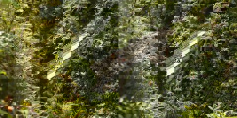 Cycling And Mountain Biking