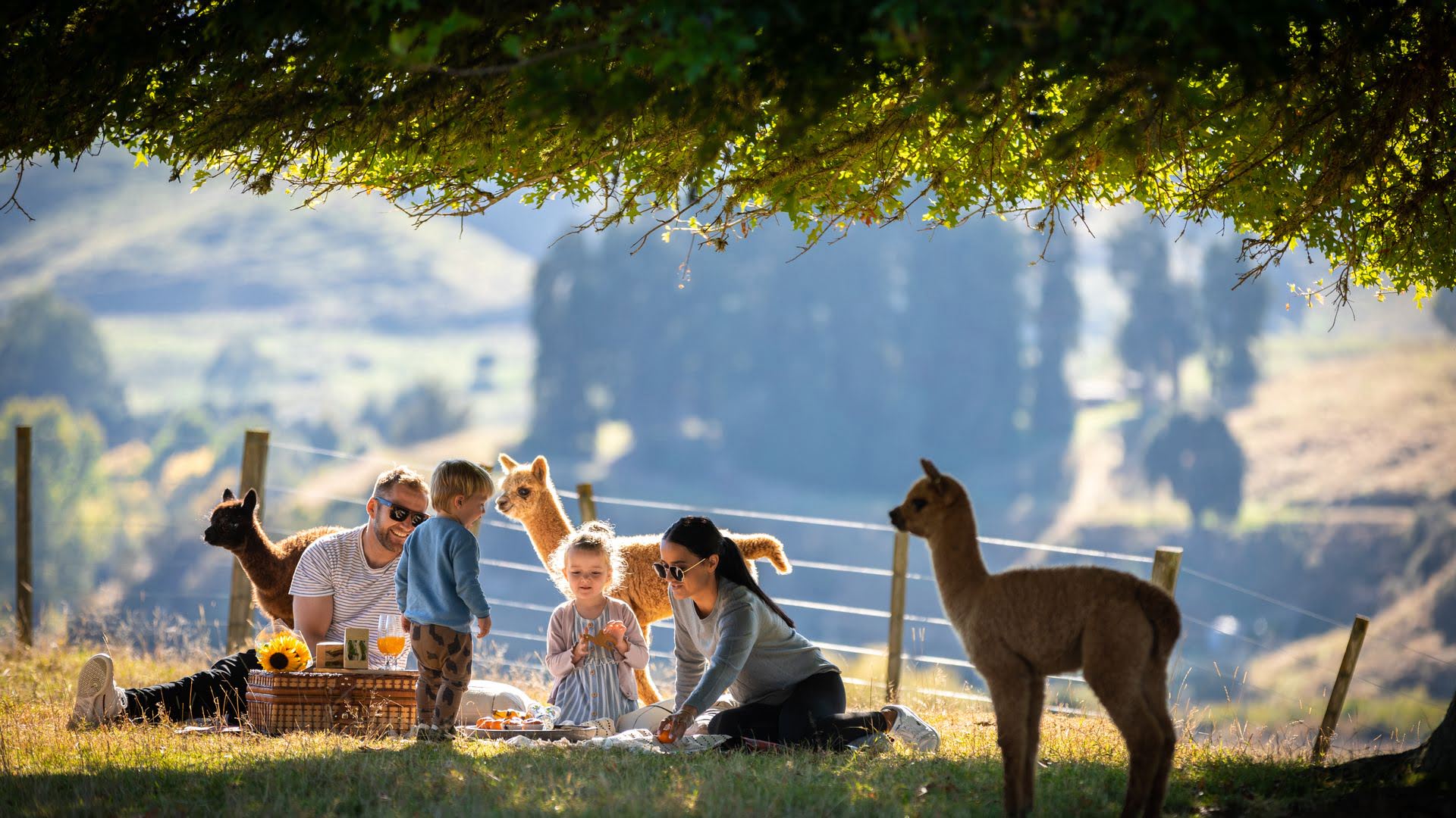 Family having a picnic amongst alapaccas - Visit Ruapehu
