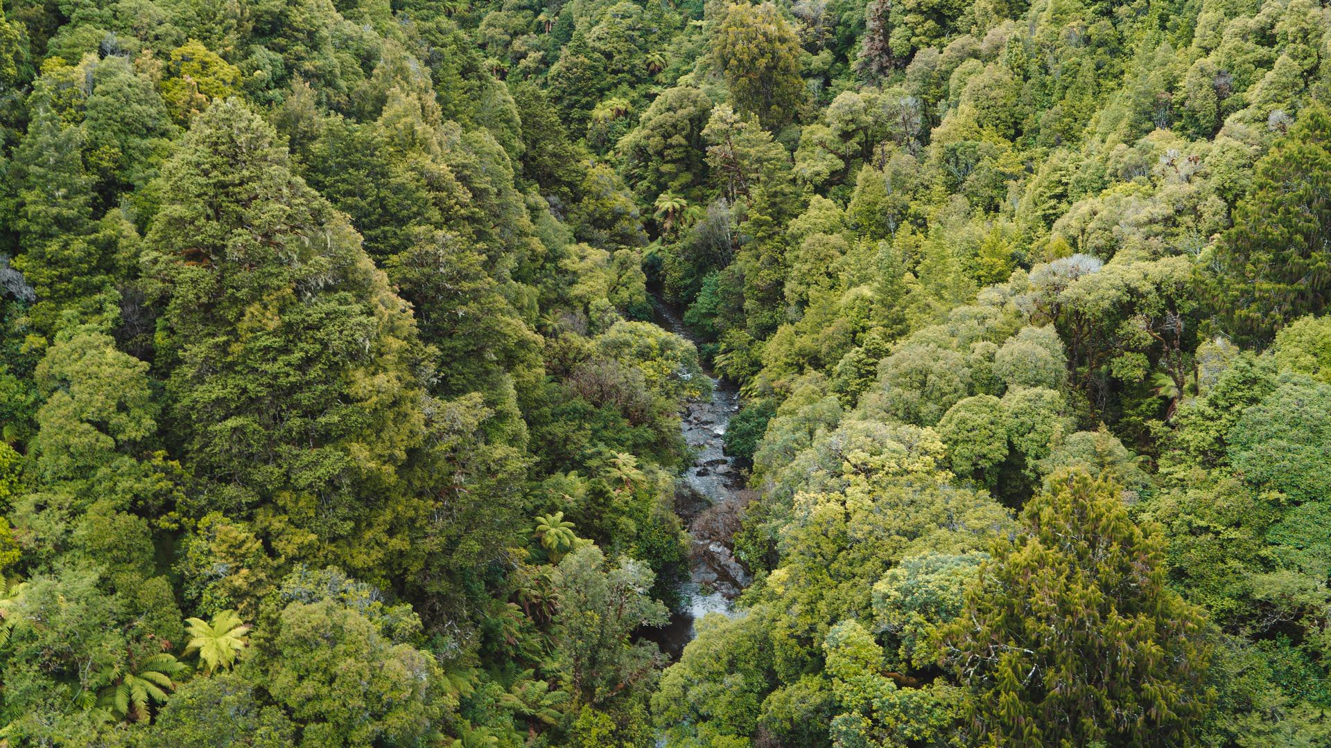 Pureora Forest From The Air - Visit Ruapehu.jpg