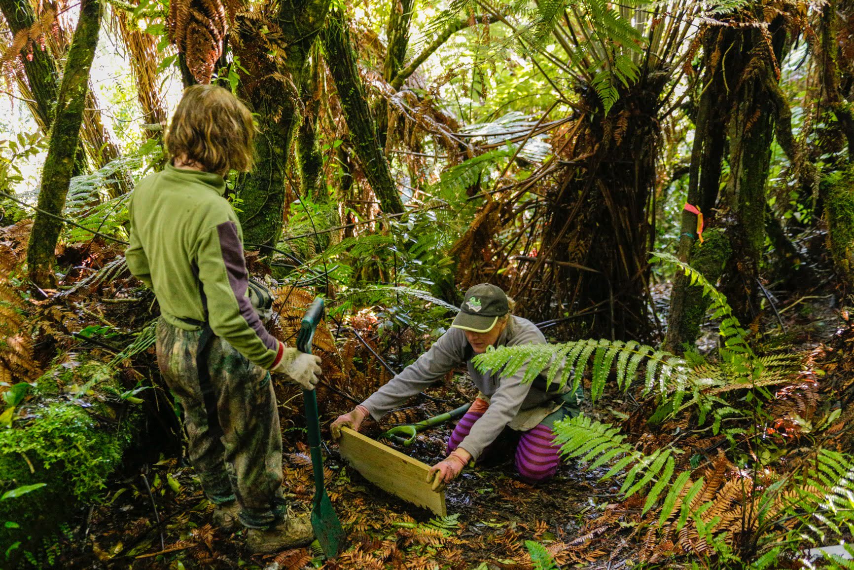 Trapping at Puketawa Track - Visit Ruapehu.jpg