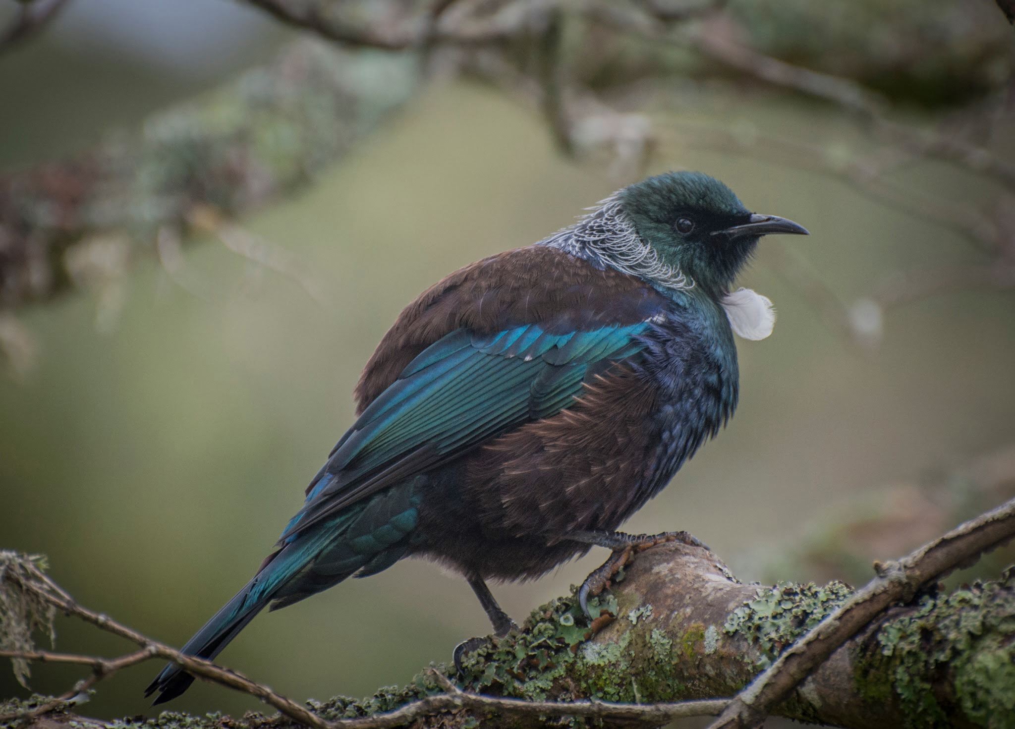 Tui at Puketawa Track - Visit Ruapehu.jpg